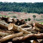 Acusado de destruir parte de floresta nativa na região amazônica é condenado pelo TRF1