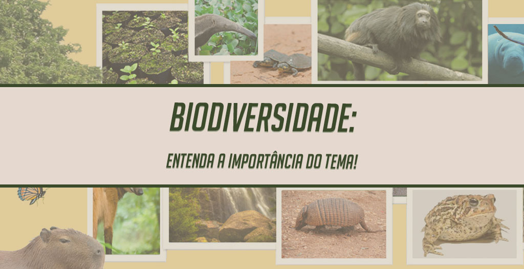 Leia mais sobre o artigo Biodiversidade: entenda a importância do tema!